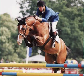 ANDIAMO Z - Warmblood Stallion